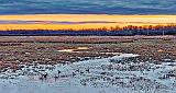 Geese In The Swale At Sunrise_P1230223-5